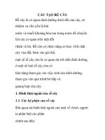  Cấu tạo rễ cây
