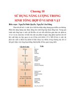 Sử dụng năng lượng trong sinh tổng hợp ở vi sinh vật