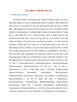 Các nhóm vi khuẩn chủ yếu : xạ khuẩn