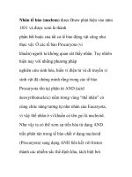 Nhân tế bào (nucleus)