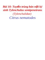Tuyến trùng bán nội ký sinh Tylenchulus semipenetrans
