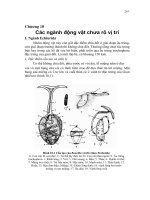 Các nghành động vật chưa rõ vị trí