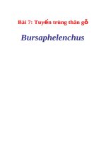 Tuyến trùng thân gỗ Bursaphelenchus
