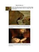 Động vật chăm sóc con