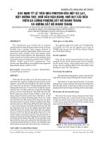  Thiến bò đực bằng phẫu thuật và bằng kỹ thuật không chảy máu