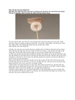 Siêu vật liệu nhẹ hơn không khí