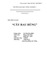 Cây rau húng