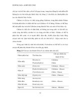  chọn lọc và nhân sinh khối nấm Trichoderma phần 2