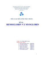  Myoglobin và hemoglobin 
