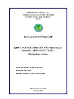 Khảo sát độc tính của nấm Metarhizium anisopliae trên sùng trắng (Phyllophaga crinita)