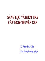  Sàng lọc và kiểm tra cây ngô chuyển gen