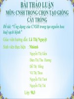 Ứng dụng của CNSH trong tạo nguồn hoa huệ sạch bệnh