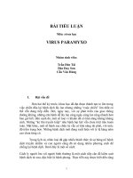 Bài tiểu luận Paramyxovirus