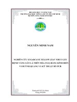 Nghiên cứu sugacane yellow leaf virus gây bệnh vàng gân lá trên mía
