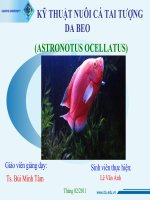 Báo cáo chuyên đề tìm hiểu về cá tai tượng da beo