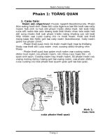 Công nghệ sản xuất các loại nấm ăn đóng hộp.