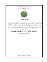 Điều tra thành phần sâu hại cà phê chè, diễn biến và một số yếu tố ảnh hưởng đến sâu đục thân mình trắng Xylostrechus quadies Chevr