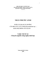 Nuôi cấy quang tự dưỡng cây hoa cúc cắt cành