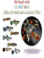 Chuyên đề cá bảy màu