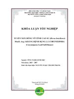 Tuyển non dòng vô tính cao su kháng bệnh rụng lá Corynespora
