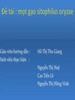 mọt gạo sitophilus oryzae