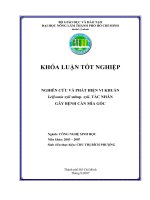 Nghiên cứu và  phát hiện vi khuẩn Leifsonia xyli subsp.xyli , Tác nhân gây bệnh cần mía gốc