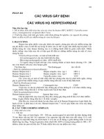 Các virus gây bệnh - các virus họ herpesviridae.