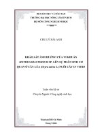Khảo  sát ảnh hưởng của vi khuẩn Methylobacteriumsp lên sự phát sinh cơ quan ở cây lúa nuôi cấy  In Vitro