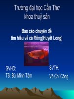  Báo cáo chuyên đề tìm hiểu về cá Rồng(Huyết Long)