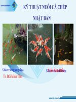 Báo cáo chuyên đề tìm hiểu về cá chép nhật bản