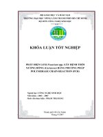 Phát hiện loài Fusarium spp gây bệnh thối xương rồng