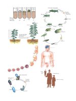 Tài liệu sinh 11 cua anh kha