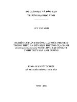 Nghiên cứu ảnh hưởng các mức protein trong thức ăn đến sinh trưởng cua xanh (scylla paramamosain) nuôi lồng tại công ty TNHH thủy sản ánh dương luận văn tốt nghiệp đại học 