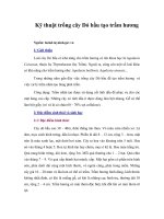 Tài liệu Kỹ thuật trồng cây Dó bầu tạo trầm hương doc