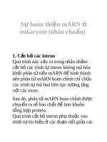 Tài liệu Sự hoàn thiện mARN ở eukaryote (nhân chuẩn) ppt
