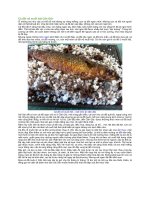 Cá đối nổ muối hột cần giờ 