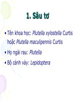 Tài liệu Sâu hại rau và chè pptx