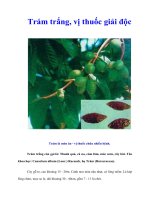 Tài liệu Trám trắng, vị thuốc giải độc pptx