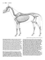 Tài liệu Figure Drawing - Horse docx