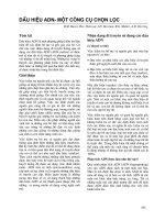 Tài liệu Nâng cao các kỹ năng về di truyền, sinh sản và lai tạo giống bò thịt nhiệt đới- chương 17 pdf