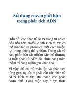 Tài liệu Sử dụng enzym giới hạn trong phân tích ADN pptx