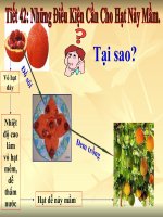 Bài giảng Tiết 42 - Điều kiện nảy mầm của hạt - Trên chuẩn