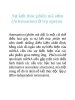 Tài liệu Sự kết thúc phiên mã sớm (Attenuation) ở trp operon ppt