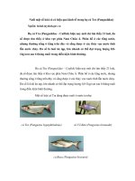 Tài liệu Nuôi một số loài cá có hiệu quả kinh tế trong họ cá Tra (Pangasiidae) doc