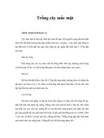 Tài liệu Trồng cây mắc mật pdf