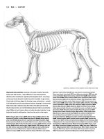 Tài liệu Figure Drawing - Dog doc