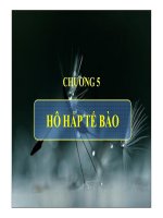 Tài liệu Chương 5: Hô hấp tế bào pptx