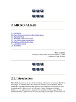 Tài liệu Manual on the Production and Use of Live Food for Aquaculture - Phần 2 doc