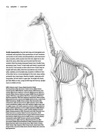 Tài liệu Figure Drawing - Giraffe - Camel - Hippopotamus ppt