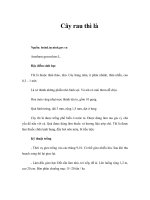 Tài liệu Cây rau thì là ppt